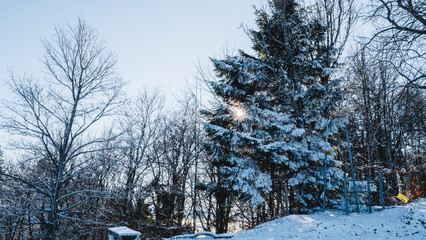 Trees in a winter landscape