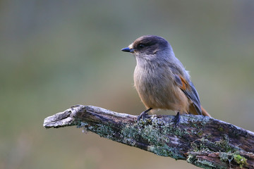 Siberian jay