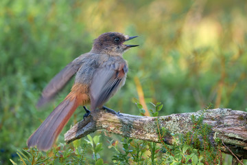Siberian jay
