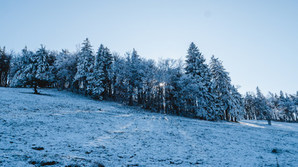 Trees in a winter landscape