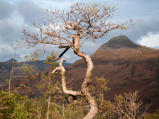 dead tree