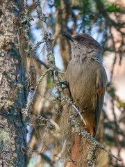 Siberian jay