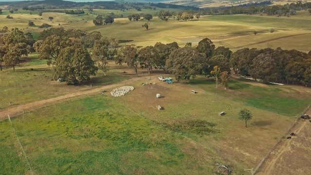 An aerial shot of a farmer driving through his lush pastures, with a mass of ducks and beautiful rolling hills in hte background