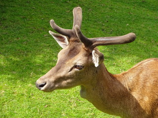 Blick auf einen Damwild Hirsch