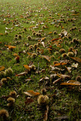 Lot of chestnuts on the ground