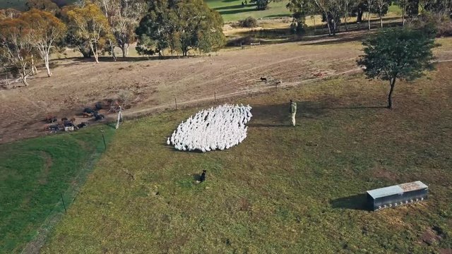 An aerial shot of a free range farmer and his sheperd dod slowly herding the ducks