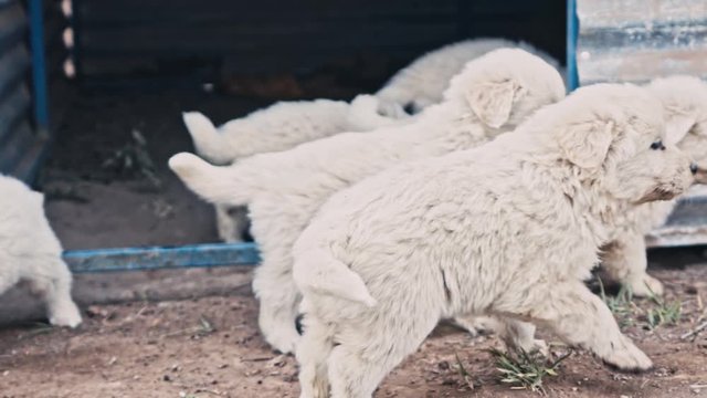 Cute puppies leave their kennel for the first time
