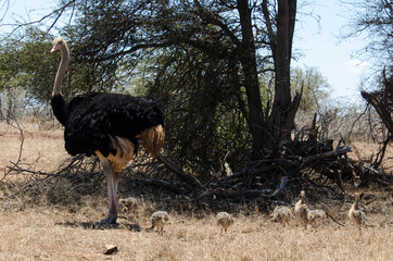 Autruche d'Afrique, male et jeunes, Struthio camelus, Common Ostrich, Parc national Kalahari, Afrique du Sud