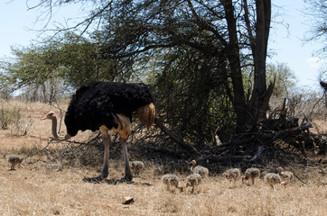 Autruche d'Afrique, male et jeunes, Struthio camelus, Common Ostrich, Parc national Kalahari, Afrique du Sud