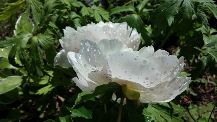 Delicate pink peonies in the garden.