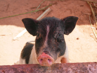 Little pig piglet