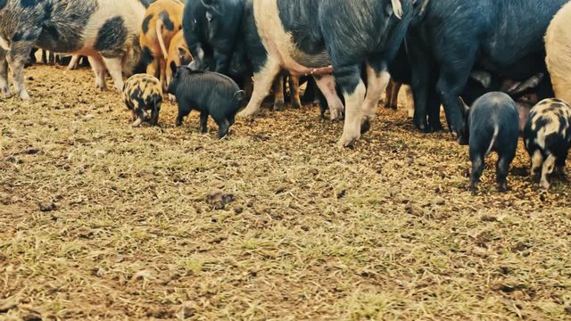 Pigs scramble to find and eat grain pellets in the mud. Sow motion