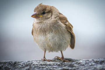 Spatz auf dem Stein