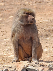 Baboon on the ground. Cute monkey.