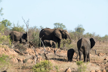 Fototapeta premium Eléphant d'Afrique, loxodonta africana, African elephant, Parc national Kruger, Afrique du Sud
