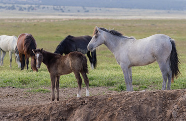 Wild Horses in the Utah Desert in Spring