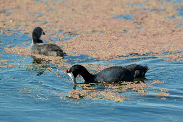 Foulque caronculée,.Fulica cristata, Red knobbed Coot