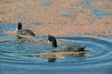 Foulque caronculée,.Fulica cristata, Red knobbed Coot