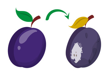 Healthy good plum fruit become bad. Rotten berry, food waste