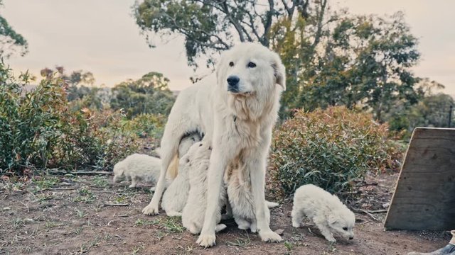 A Maremma sheepdog feeds her newly born litter of puppies before weening them. POV shot
