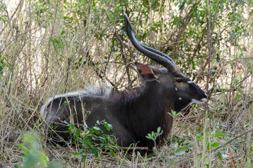 Nyala, male, Tragelaphus angasii, Parc national Kruger, Afrique du Sud