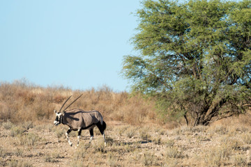 oryx gazelle, gemsbok, Oryx gazella, Parc national Kalahari, Afrique du Sud