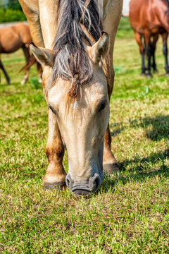Horses graze on a farm field. Photographed close-up.