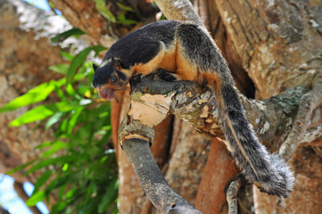 Giant Squirrel (Ratufa macroura), Sri Lanka
