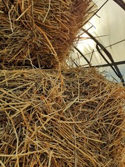 lots of fresh yellow hay stacks for animals