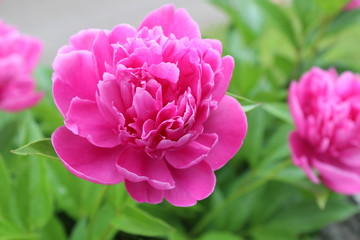 Pink Peony blossom flower in full bloom in spring garden