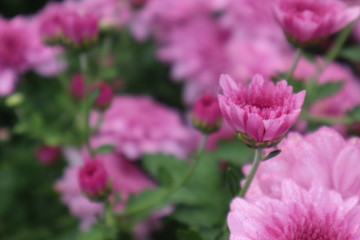 pink flower in the garden with background blur.