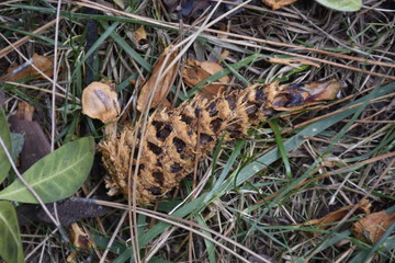 Fototapeta na wymiar a pine cone eaten by squirrels on the grass in the forest