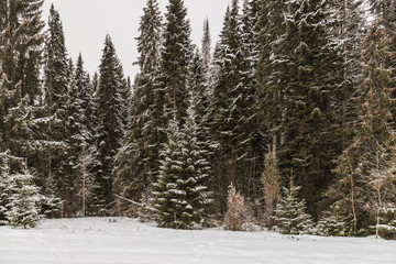 coniferous branches beautifully decorated with fresh snow