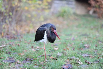 Schwarzstorch