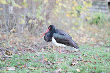 Schwarzstorch