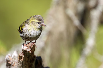 Eurasian Siskin
