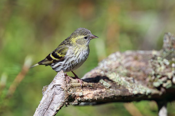 Eurasian Siskin
