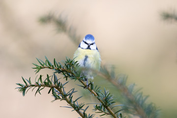 Blaumeise