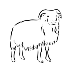 vector illustration of a goat, sheep 