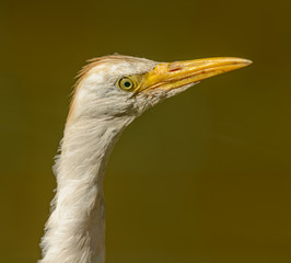 portrait of white egret making lon neck
