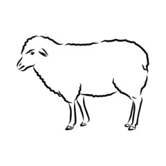 illustration of sheep