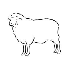 vector illustration of a sheep 