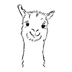 illustration of a lama alpaca portrait 