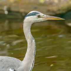 portrait of great blue heron