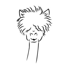 sketch of lama alpaca portrait  © Elala 9161