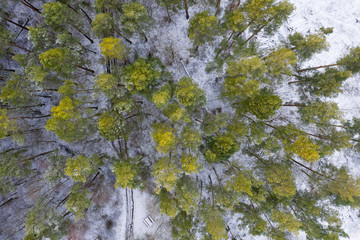 Wald Winter Landschaft