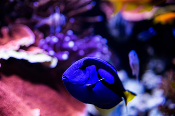 blue fish in aquarium