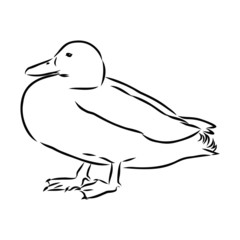 duck isolated on white background