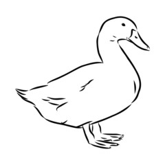 duck isolated on white background