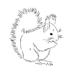 vector illustration of squirrel